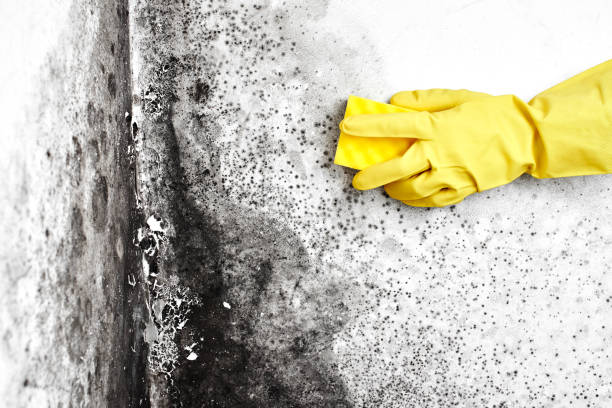 Best Mold Damage Repair  in Greenbrier, TN