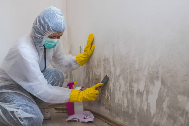 Home Mold Removal in Greenbrier, TN