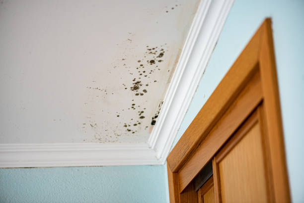 Best Local Mold Removal Service  in Greenbrier, TN