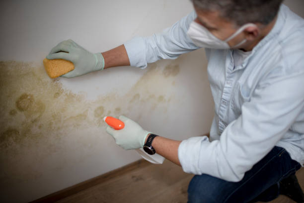 Best Toxic Mold Removal  in Greenbrier, TN