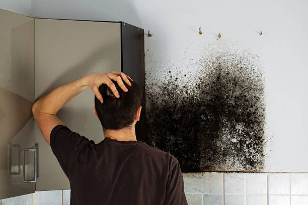 Best Black Mold Removal  in Greenbrier, TN